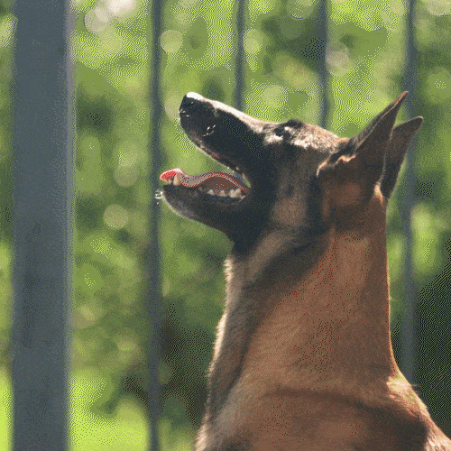 BarkWave in Action
